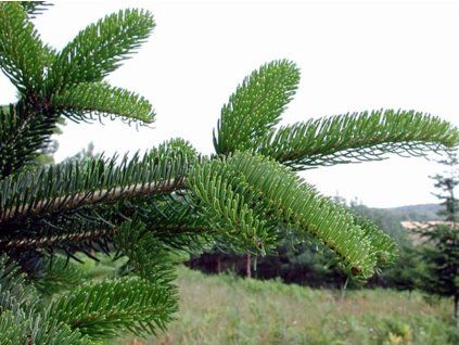 Jedle Bornmüllerova  Abies bornmuelleriana