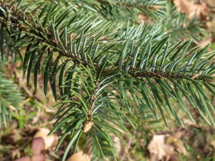 Jedle kalifornská  Abies bracteata