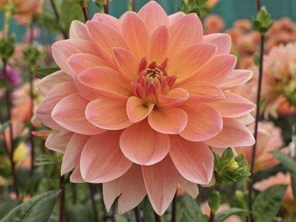 Jiřina 'Mister Frans'  Dahlia 'Mister Frans'