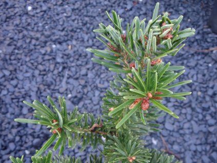 Jedle japonská 'Bedgebury'  Abies firma 'Bedgebury'