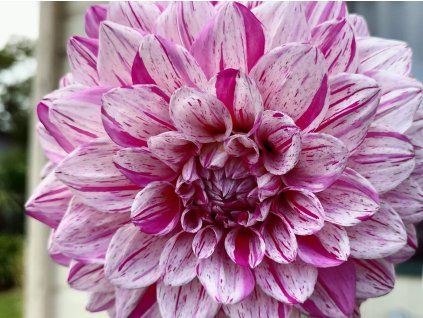 Jiřina 'Peppermint Splash'  Dahlia 'Peppermint Splash'