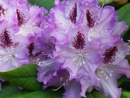Rododendron 'Blue Peter'  Rhododendron 'Blue Peter'