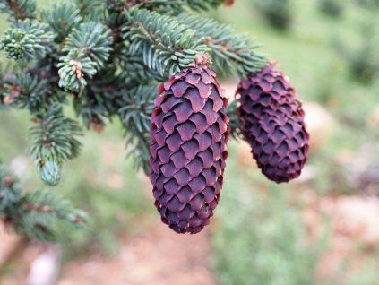 Smrk liťiangský var. rubescens  Picea likiangensis var. rubescens