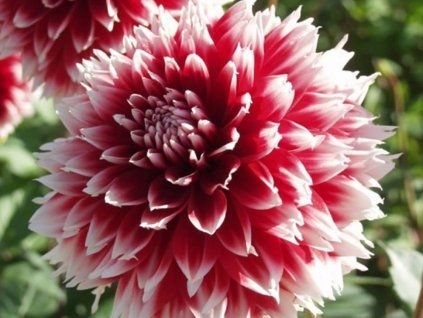 128233 128233 128233 jirina red and white fubuki