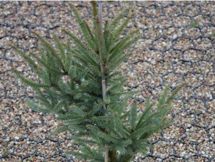 Smrk černý 'Beissneri'  Picea mariana 'Beissneri'