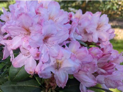 Rododendron 'Paola'  Rhododendron 'Paola'