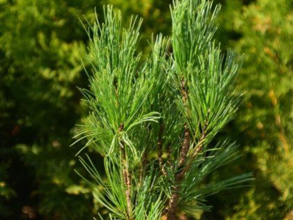 Borovice limba 'Stricta'  Pinus cembra 'Stricta'