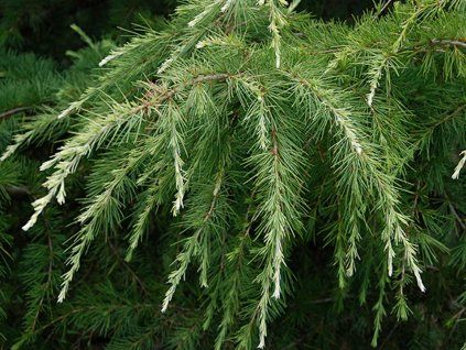 Cedr himalájský 'Albospica'  Cedrus deodara 'Albospica'