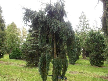 Douglaska tisolistá 'Pendula'  Pseudotsuga menziesii 'Pendula'
