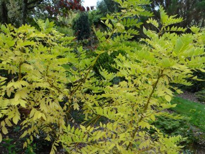 Jerlín japonský 'Flavirameus'  Sophora japonica'Flavirameus'