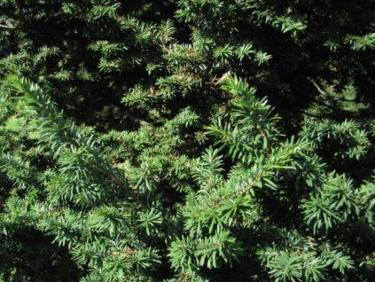 Jedlovec kanadský 'Atrovirens'  Tsuga canadensis 'Atrovirens'