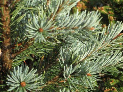 Douglaska tisolistá 'Fastigiata Glauca'  Pseudotsuga menziesii 'Fastigiata Glauca'
