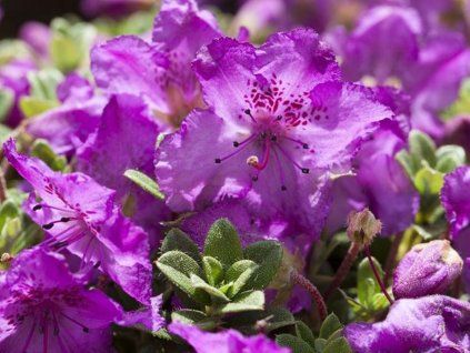 Rododendron keletský  Rhododendron keleticum