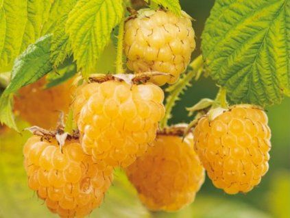 Maliník 'Sugana Gelb'  Rubus idaeus 'Sugana Gelb'