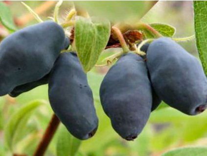 Zimolez kamčatský 'Brazowa'  Lonicera kamtschatica 'Brazowa'
