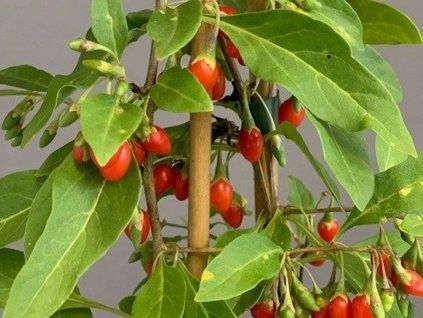 Kustovnice čínská 'Goji Grosfruchting'  Lycium chinensis 'Goji Grosfruchting'