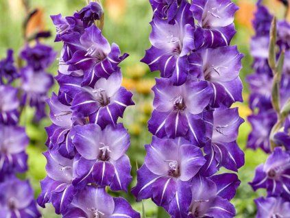 Mečík 'Hallowy'  Gladiolus 'Hallowy'