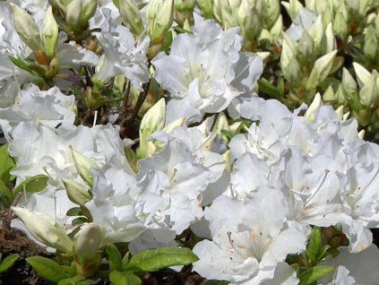 Japonská azalka 'Feenkiessen'  Rhododendron obtusum 'Feenkiessen'