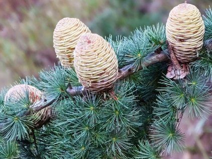 Cedr himalájský 'Paktia'  Cedrus deodara 'Paktia'