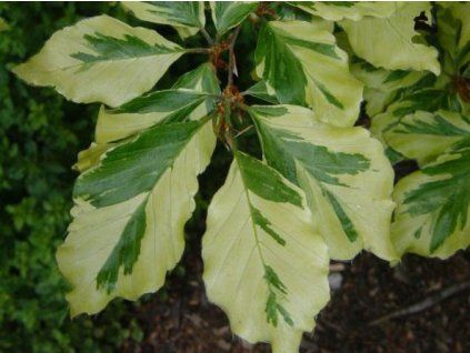 Buk lesní 'Aureovariegata'  Fagus sylvatica 'Aureovariegata'