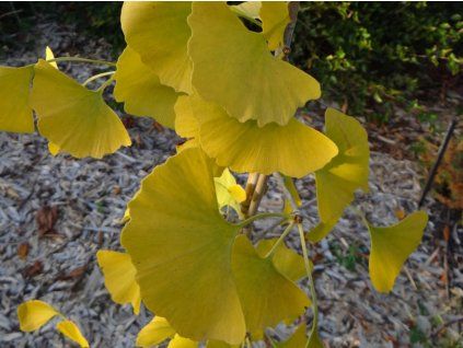 Jinan dvoulaločný 'Barabit's Nana'  Ginkgo biloba 'Barabit's Nana'