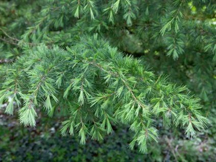 Cedr himalájský 'Verticillata Glauca'  Cedrus deodara 'Verticillata Glauca'