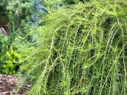 Modřín opadavý 'Puli'  Larix decidua 'Puli'