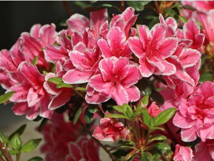 Japonská azalka 'Pink Poetry'  Rhododendron obtusum 'Pink Poetry'