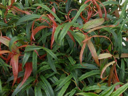 Leucotoe 'Halloween'  Leucothoe keiskei 'Halloween'