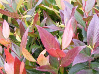 Leucotoe 'Scarletta'  Leucothoe walteri 'Scarletta'