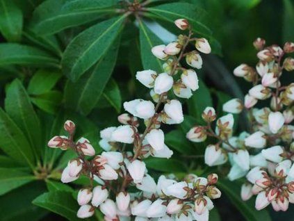 Pieris 'Bonfire'  Pieris japonica 'Bonfire'