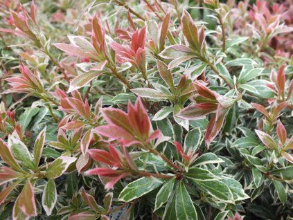 Pieris japonský 'Little Heath'  Pieris japonica 'Little Heath'