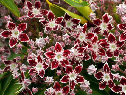 Mamota, kalmie 'Galaxy'  Kalmia 'Galaxy'