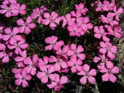 Hvozdík haematocalyx subsp. pindicola - Dianthus haematocalyx subsp. pindicola  Dianthushaematocalyx subsp. pindicola