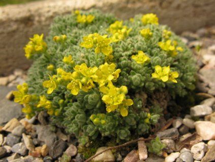 Chudina ventosa  Draba ventosa