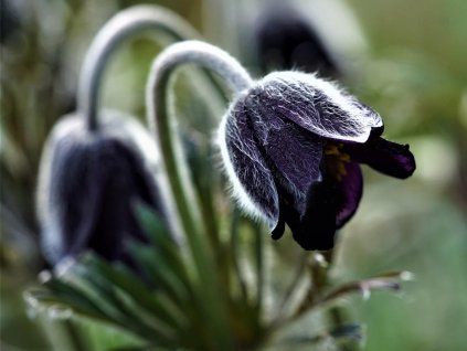 Koniklec luční  Pulsatilla pratensis