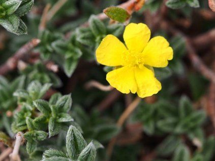 Devaterník šedý - Helianthemum canum  Helianthemum canum
