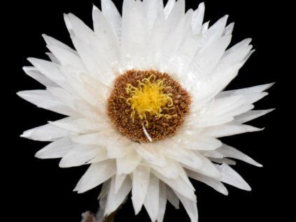 Helichrysum marginatum  Helichrysum marginatum