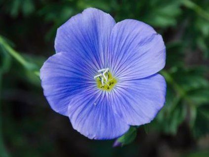 Len vytrvalý subsp. alpinum - Linum perenne subsp. alpinum  Linum perenne subsp. alpinum