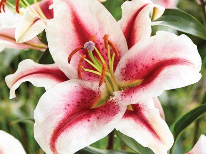 Lilie 'Hachi'  Lilium 'Hachi'