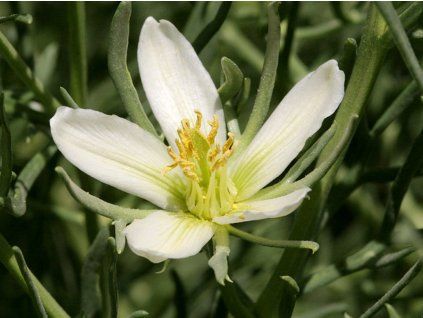 Peganum stepní - Peganum harmala  Peganum harmala