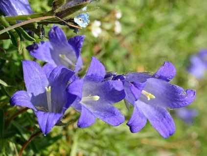 Zvonek tridentata - Campanula tridentata  Campanula tridentata