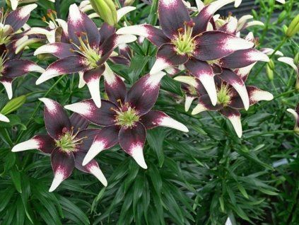 Lilie 'Netty's Pride'  Lilium 'Netty's Pride'