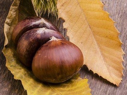 Kaštanovník jedlý 'Bouche de Betizac'  Castanea sativa 'Bouche de Betizac'