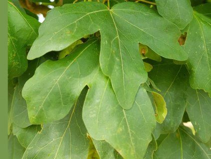 Javor babyka 'William Caldwell'  Acer campestre 'William Caldwell'