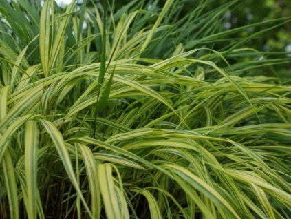 Rákosovka velká 'Naomi' - Hakonechloa macra 'Naomi'  Hakonechloa macra 'Naomi'