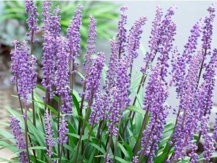 Liriope 'Wildform' - Liriope muscari 'Wildform'  Liriope muscari 'Wildform'