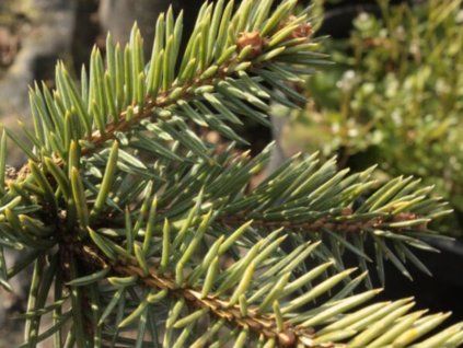 Smrk pichlavý 'Poznań'  Picea pungens 'Poznań'