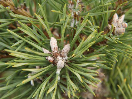 repens