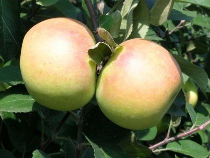 Jabloň 'Batul'  Malus domestica 'Batul'